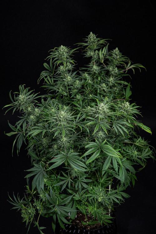 Franco's Fullgas! Green House Seed Co.. Week 14 - Day 97