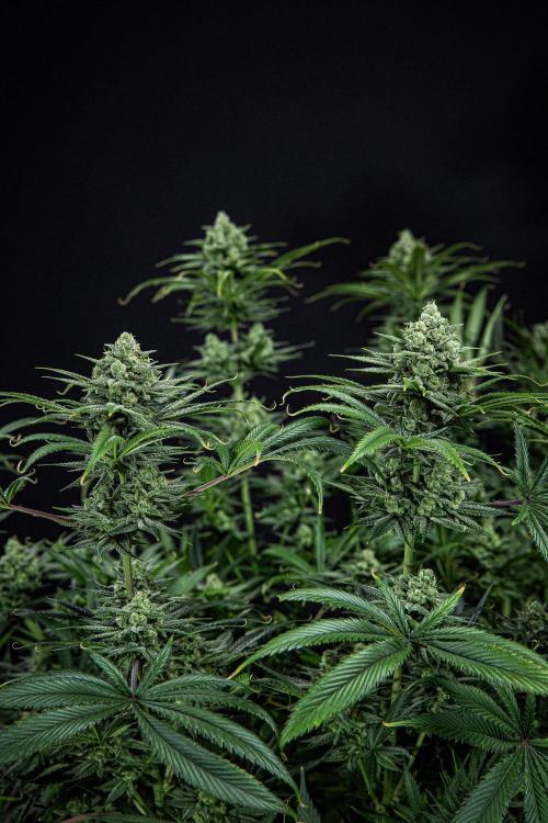 Franco's Fullgas! Green House Seed Co.. Week 14 - Day 97
