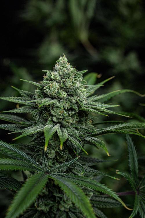 Franco's Fullgas! Green House Seed Co.. Week 14 - Day 97