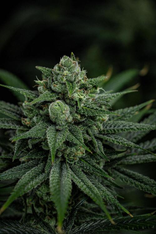 Franco's Fullgas! Green House Seed Co.. Week 14 - Day 97