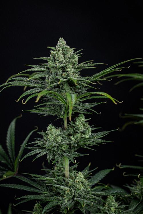 Franco's Fullgas! Green House Seed Co.. Week 14 - Day 97
