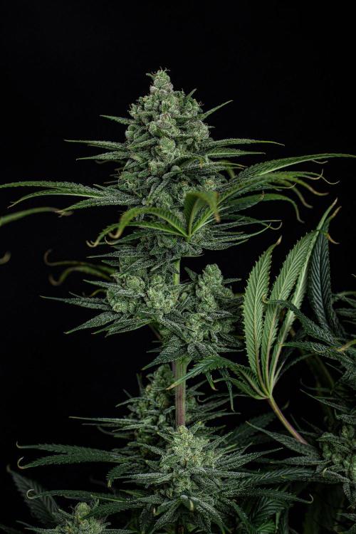 Franco's Fullgas! Green House Seed Co.. Week 14 - Day 97
