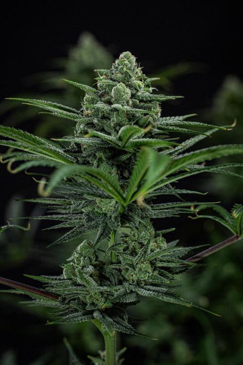 Franco's Fullgas! Green House Seed Co.. Week 14 - Day 97