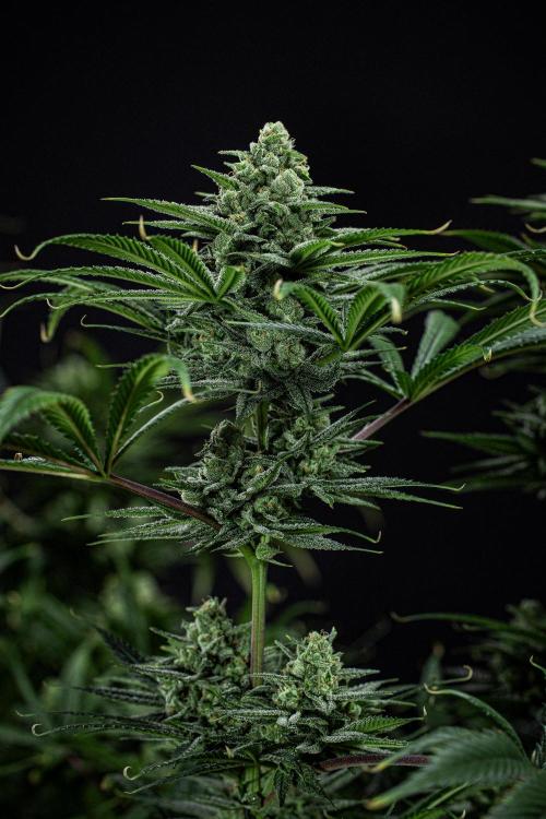 Franco's Fullgas! Green House Seed Co.. Week 14 - Day 97