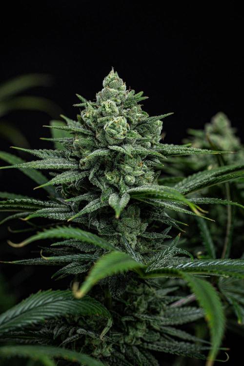 Franco's Fullgas! Green House Seed Co.. Week 14 - Day 97