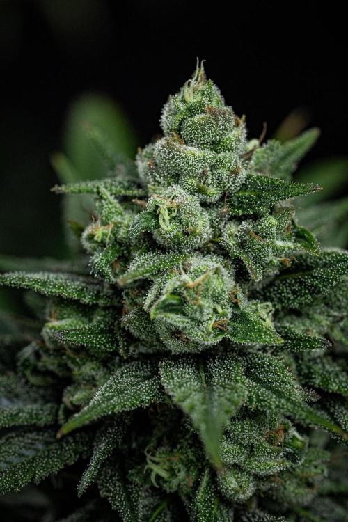 Franco's Fullgas! Green House Seed Co.. Week 14 - Day 97