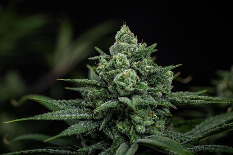 Franco's Fullgas! Green House Seed Co.. Week 14 - Day 97