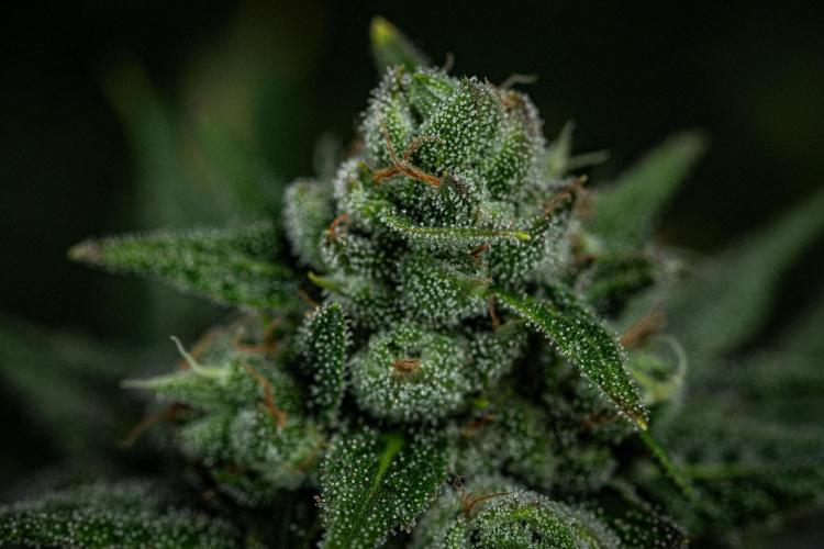 Franco's Fullgas! Green House Seed Co.. Week 14 - Day 97