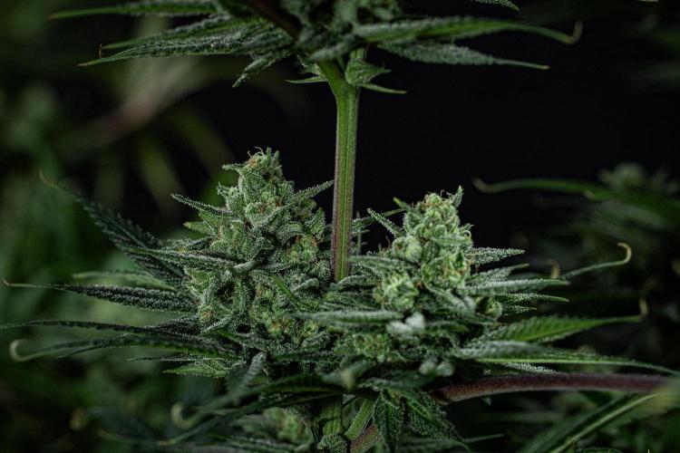 Franco's Fullgas! Green House Seed Co.. Week 14 - Day 97