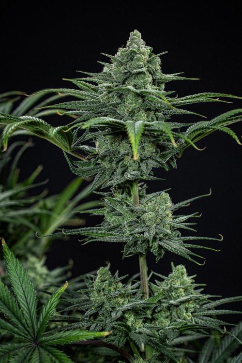 Franco's Fullgas! Green House Seed Co.. Week 14 - Day 97