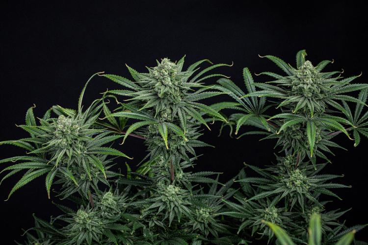 Franco's Fullgas! Green House Seed Co.. Week 14 - Day 97