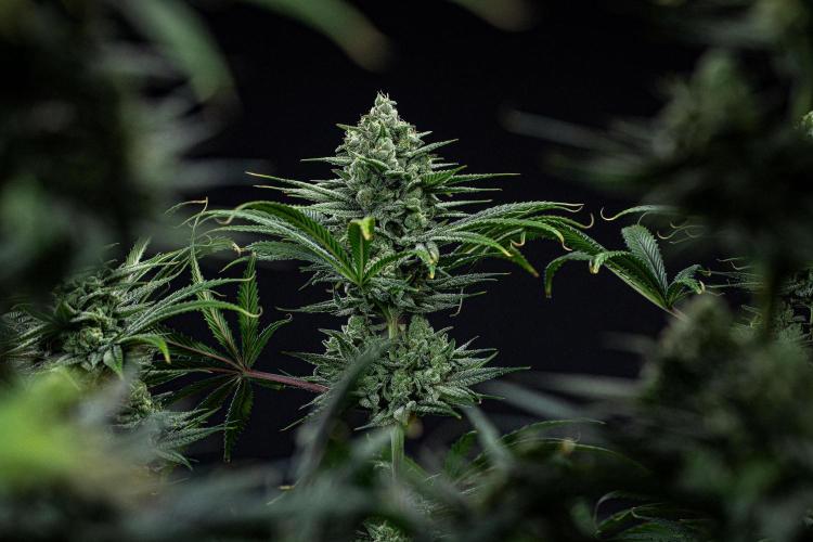 Franco's Fullgas! Green House Seed Co.. Week 14 - Day 97