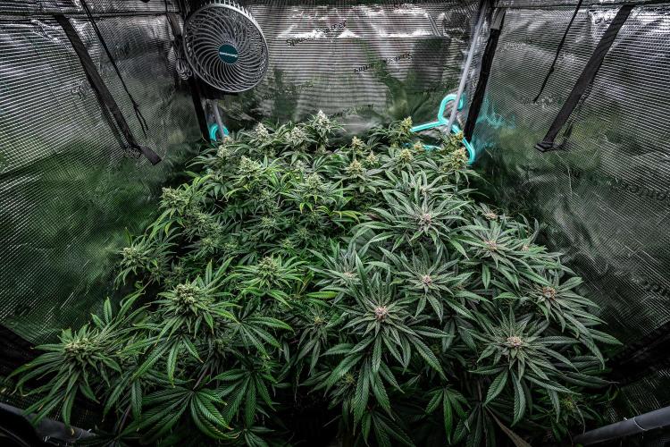 Franco's Fullgas! Green House Seed Co.. Week 14 - Day 97 - tent view – she is the one in the front on the left