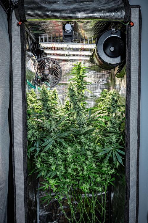 Sticky Broccoli Zamnesia EternityGrowCup. Week 14 - #1 Day 97