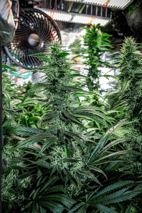 Sticky Broccoli Zamnesia EternityGrowCup. Week 14 - #1 Day 97