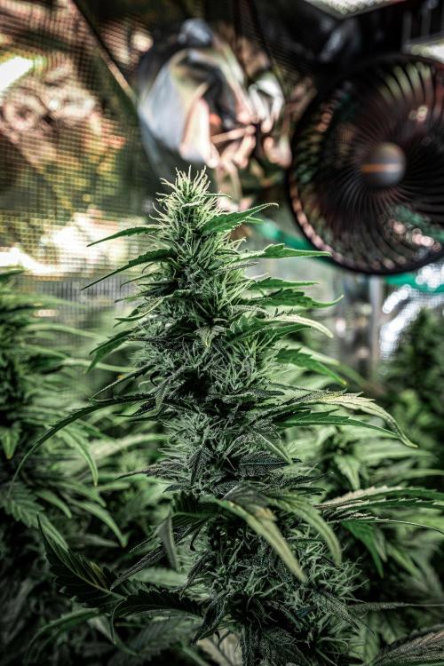 Sticky Broccoli Zamnesia EternityGrowCup. Week 14 - #1 Day 97