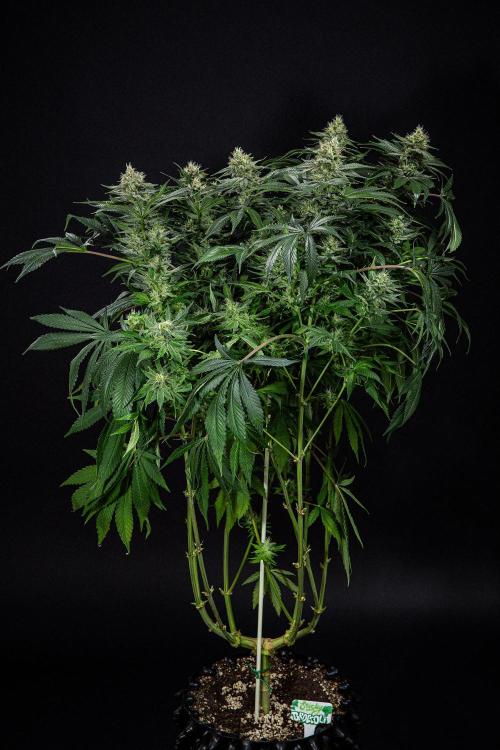 Sticky Broccoli Zamnesia EternityGrowCup. Week 14 - #2 Day 97