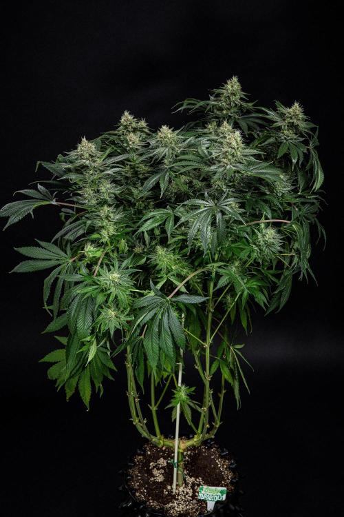 Sticky Broccoli Zamnesia EternityGrowCup. Week 14 - #2 Day 97