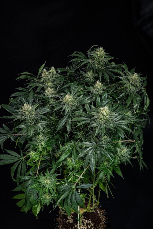 Sticky Broccoli Zamnesia EternityGrowCup. Week 14 - #2 Day 97