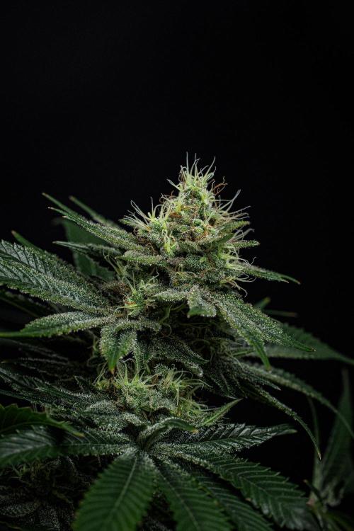 Sticky Broccoli Zamnesia EternityGrowCup. Week 14 - #2 Day 97