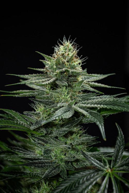 Sticky Broccoli Zamnesia EternityGrowCup. Week 14 - #2 Day 97