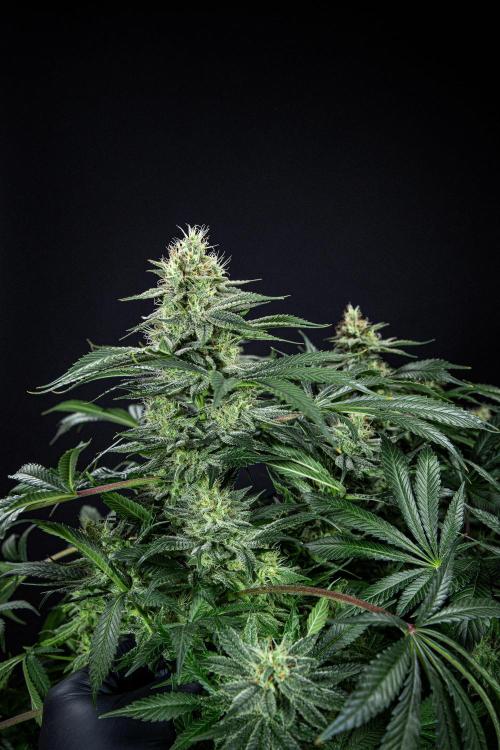 Sticky Broccoli Zamnesia EternityGrowCup. Week 14 - #2 Day 97