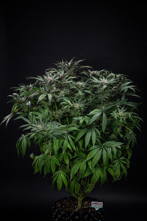 Nori Cake Green House Seed Co.. Week 15 - Day 104