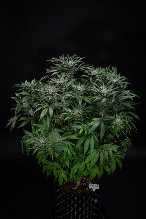 Nori Cake Green House Seed Co.. Week 15 - Day 104