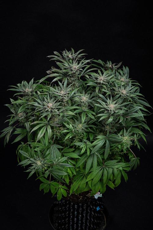 Nori Cake Green House Seed Co.. Week 15 - Day 104