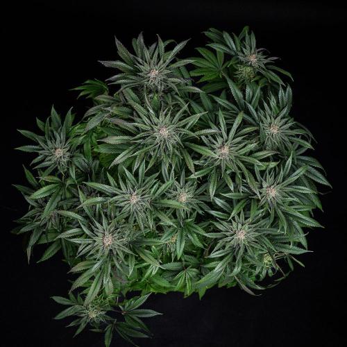 Nori Cake Green House Seed Co.. Week 15 - Day 104