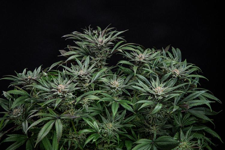 Nori Cake Green House Seed Co.. Week 15 - Day 104