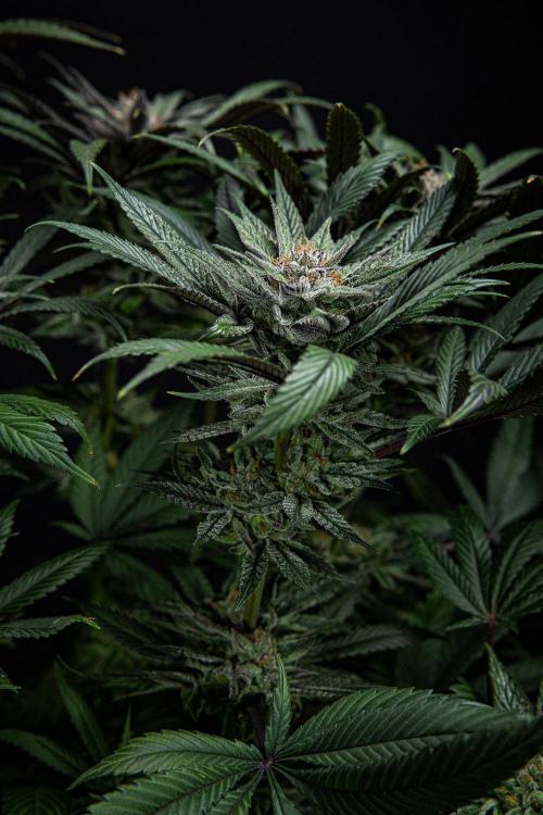 Nori Cake Green House Seed Co.. Week 15 - Day 104