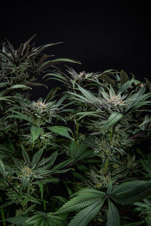 Nori Cake Green House Seed Co.. Week 15 - Day 104