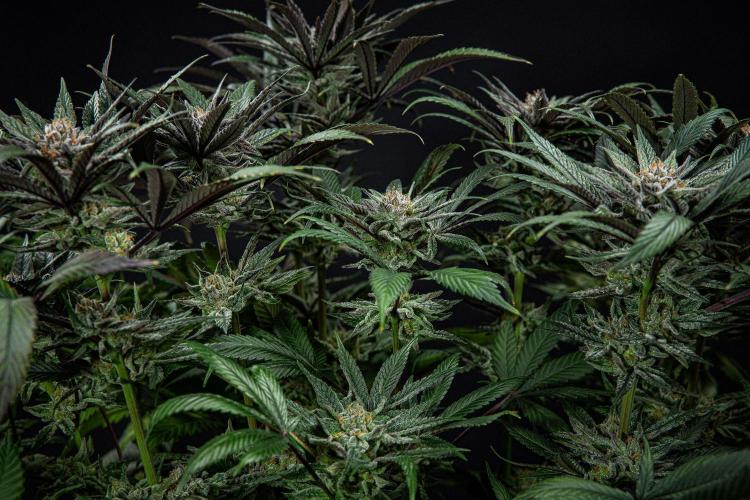 Nori Cake Green House Seed Co.. Week 15 - Day 104