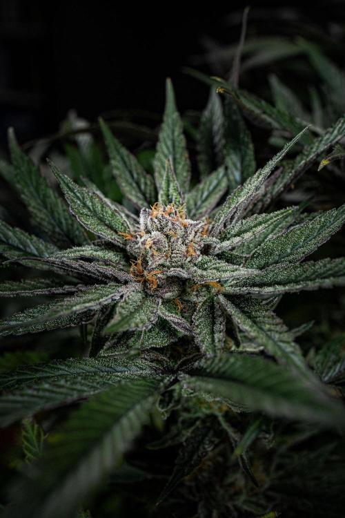 Nori Cake Green House Seed Co.. Week 15 - Day 104