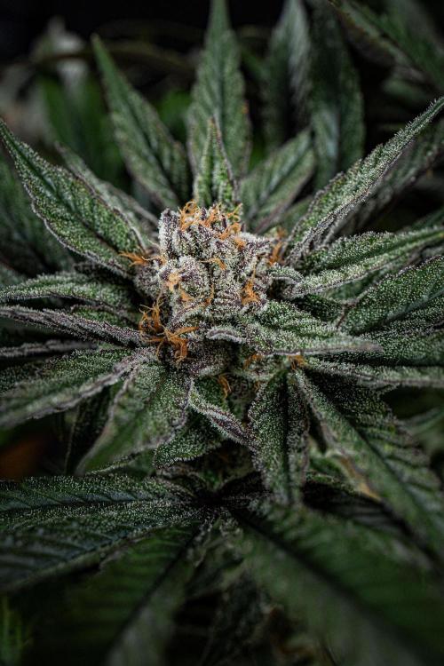 Nori Cake Green House Seed Co.. Week 15 - Day 104