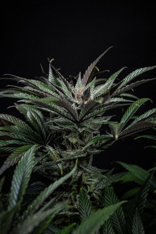 Nori Cake Green House Seed Co.. Week 15 - Day 104