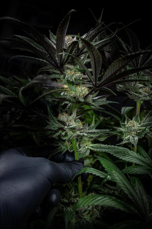 Nori Cake Green House Seed Co.. Week 15 - Day 104