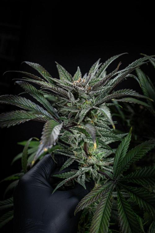 Nori Cake Green House Seed Co.. Week 15 - Day 104
