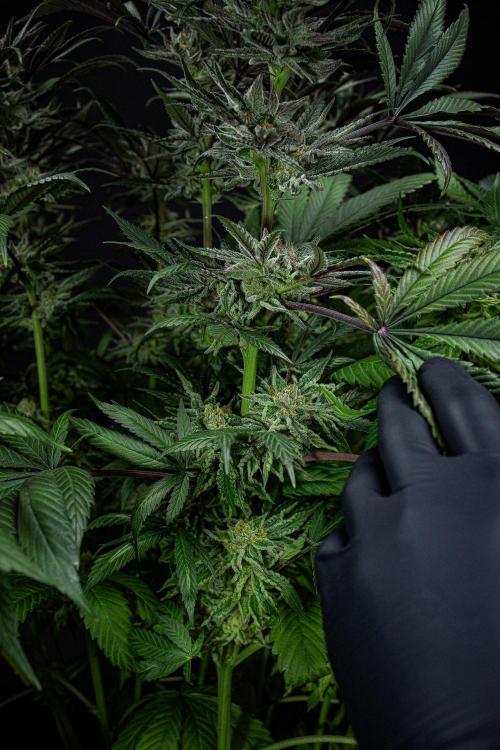 Nori Cake Green House Seed Co.. Week 15 - Day 104