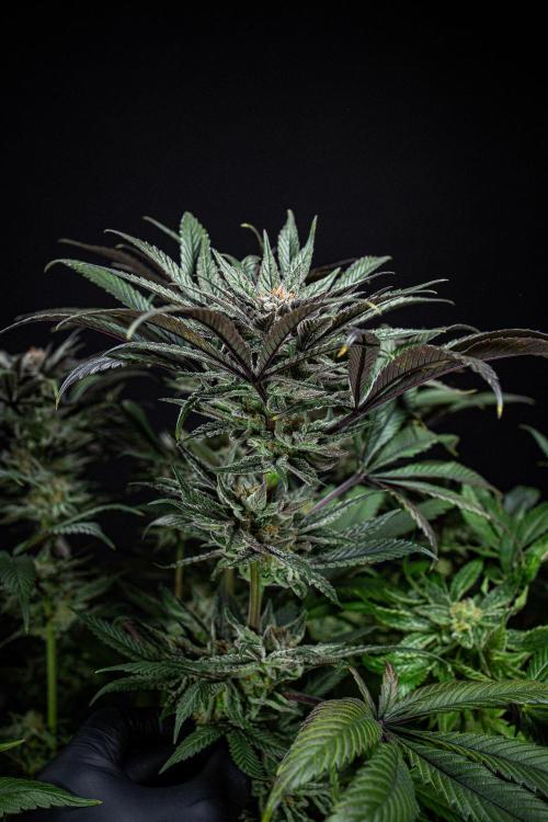 Nori Cake Green House Seed Co.. Week 15 - Day 104
