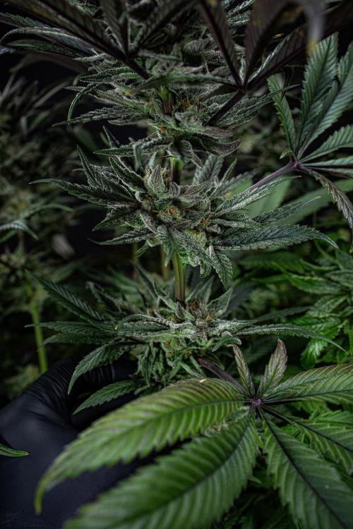 Nori Cake Green House Seed Co.. Week 15 - Day 104