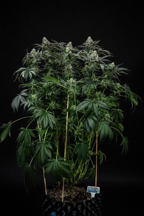 Candy House UKHTA Genetics. Week 15 - Day 104