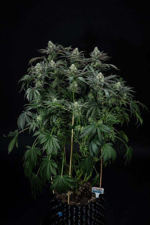 Candy House UKHTA Genetics. Week 15 - Day 104