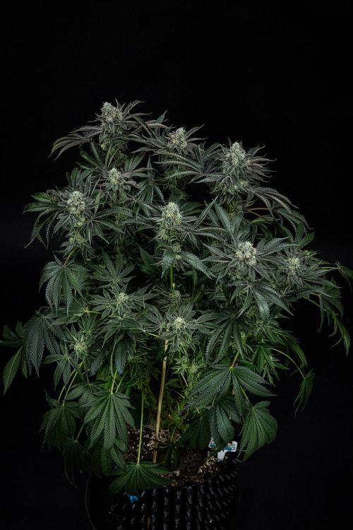 Candy House UKHTA Genetics. Week 15 - Day 104