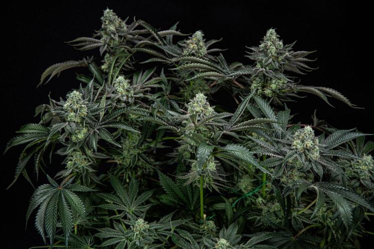 Candy House UKHTA Genetics. Week 15 - Day 104