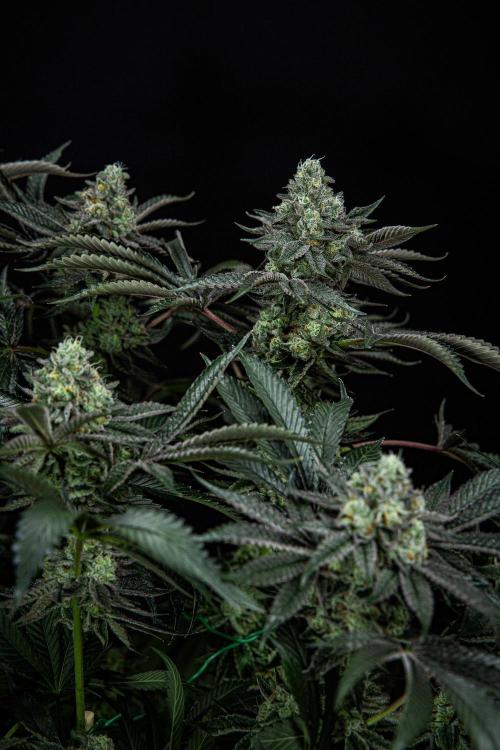 Candy House UKHTA Genetics. Week 15 - Day 104