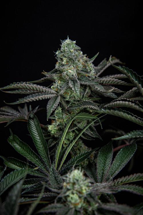 Candy House UKHTA Genetics. Week 15 - Day 104
