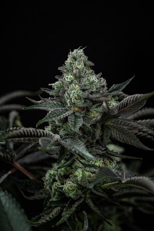 Candy House UKHTA Genetics. Week 15 - Day 104