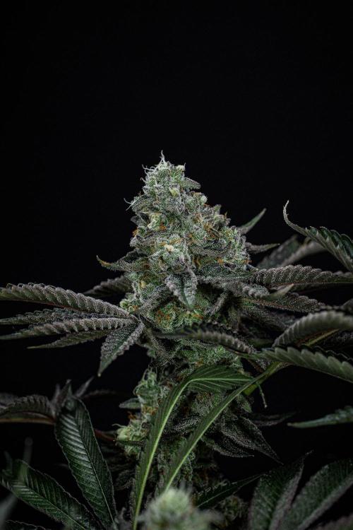 Candy House UKHTA Genetics. Week 15 - Day 104